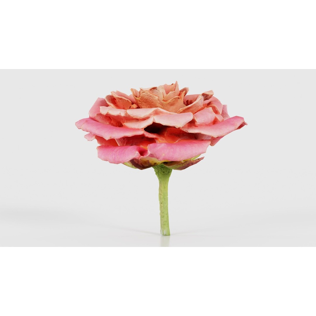 Close Up Bengal Rose 3D Model – Low Poly Game Asset, FBX, PBR - View 23