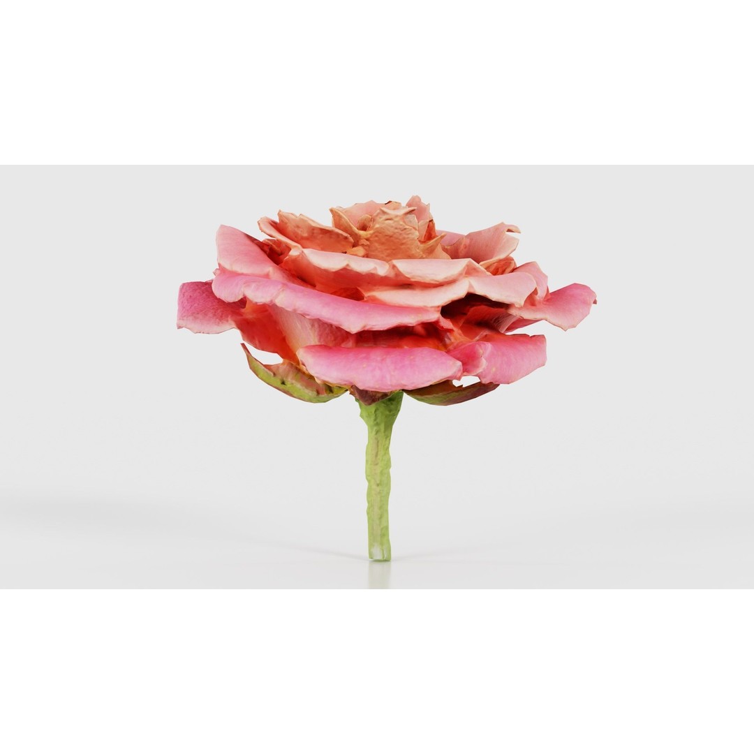 Close Up Bengal Rose 3D Model – Low Poly Game Asset, FBX, PBR - View 24