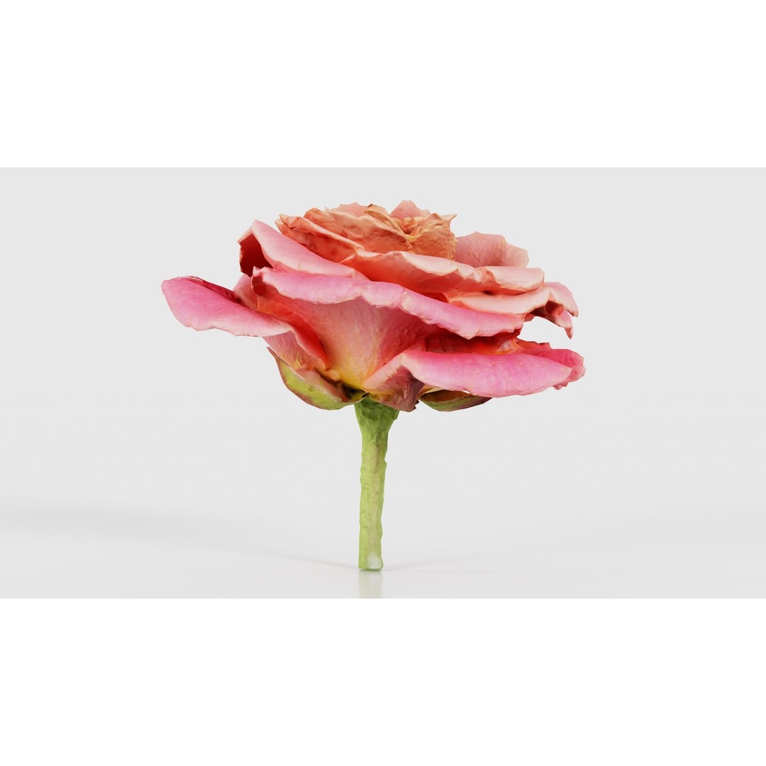 Close Up Bengal Rose 3D Model – Low Poly Game Asset, FBX, PBR - View 25