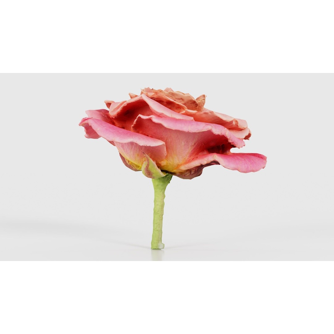 Close Up Bengal Rose 3D Model – Low Poly Game Asset, FBX, PBR - View 26