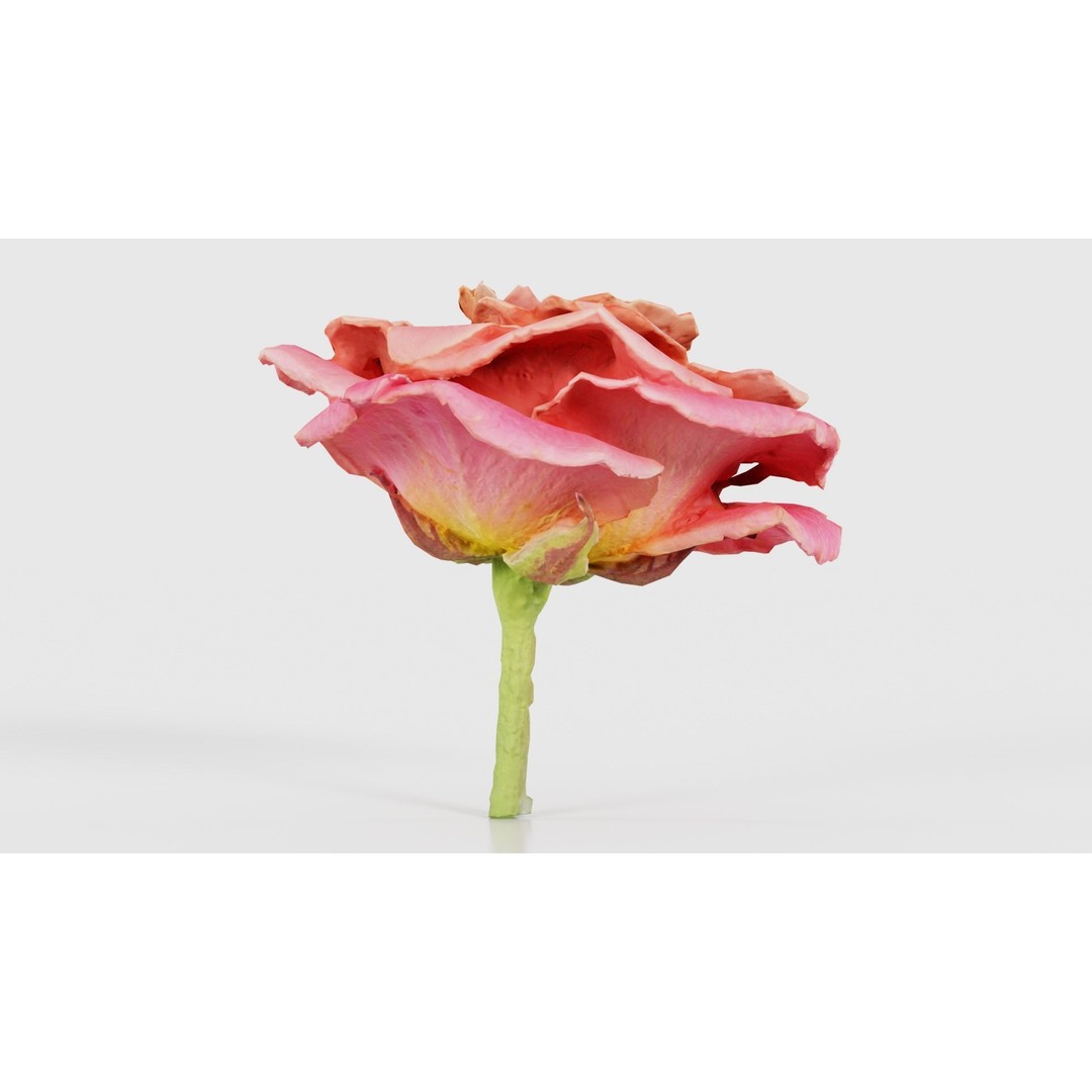 Close Up Bengal Rose 3D Model – Low Poly Game Asset, FBX, PBR - View 27