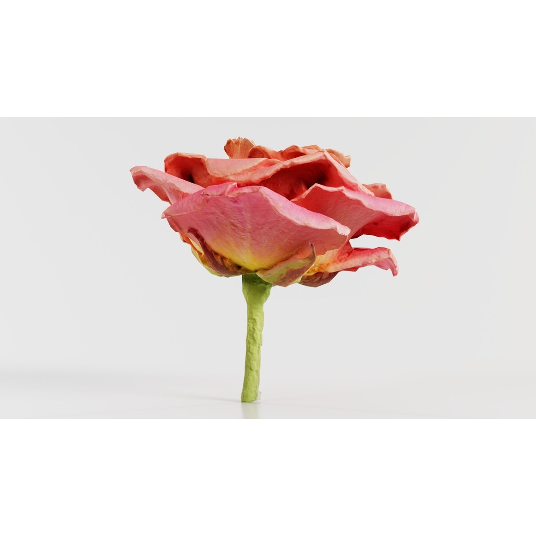 Close Up Bengal Rose 3D Model – Low Poly Game Asset, FBX, PBR - View 3