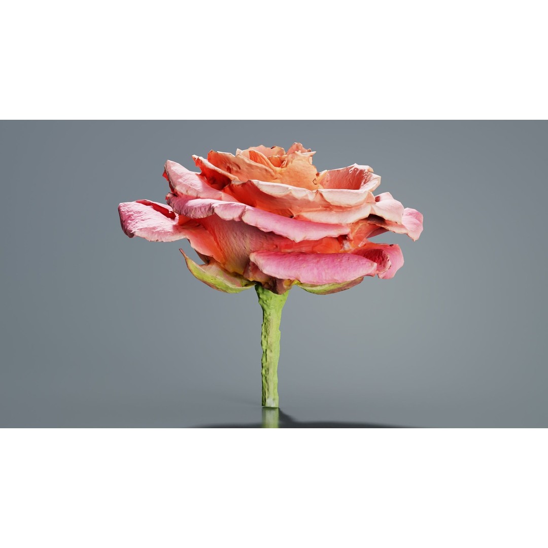 Close Up Bengal Rose 3D Model – Low Poly Game Asset, FBX, PBR - View 4