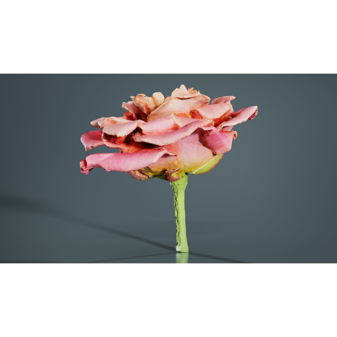 Close Up Bengal Rose 3D Model – Low Poly Game Asset, FBX, PBR - View 5