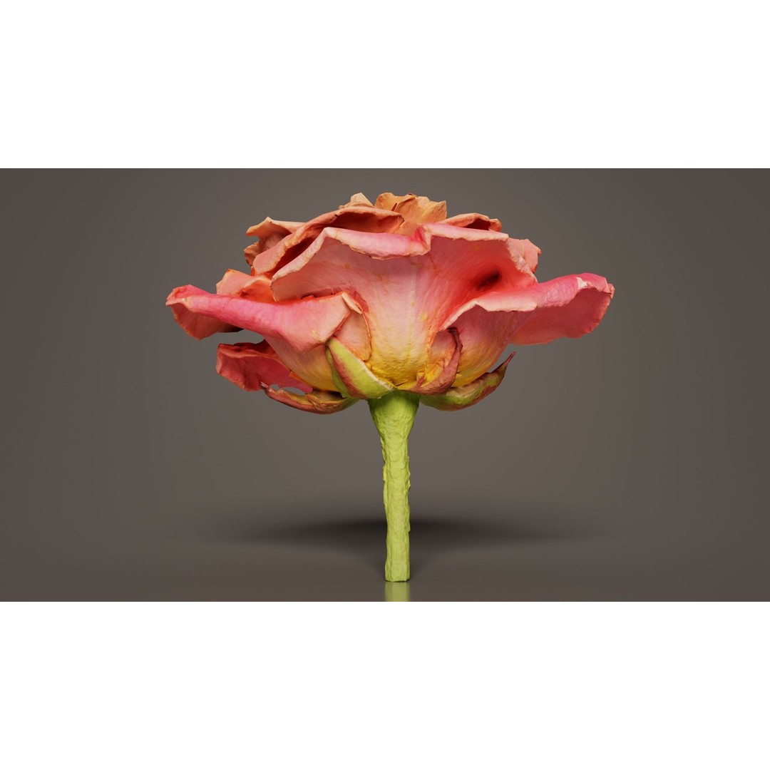 Close Up Bengal Rose 3D Model – Low Poly Game Asset, FBX, PBR - View 6