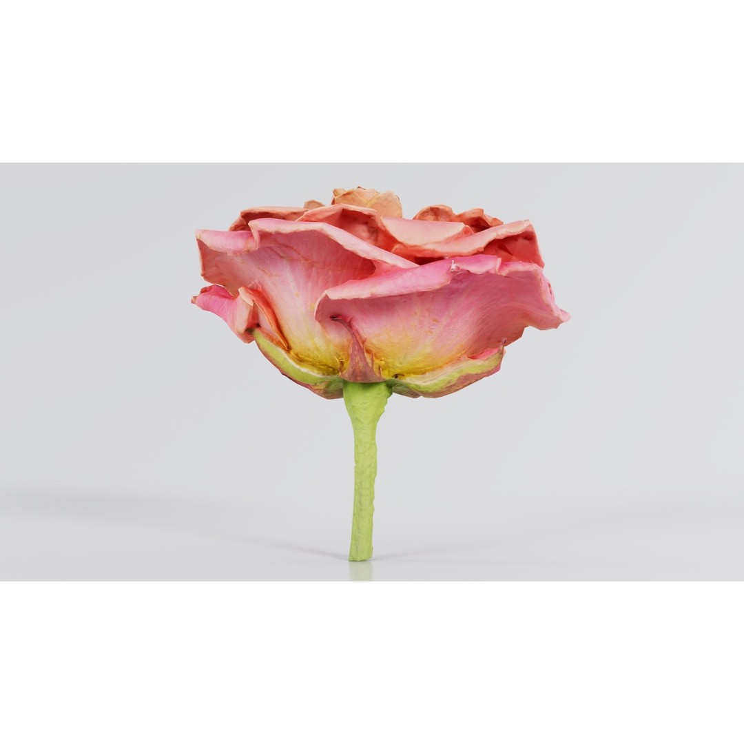 Close Up Bengal Rose 3D Model – Low Poly Game Asset, FBX, PBR - View 7