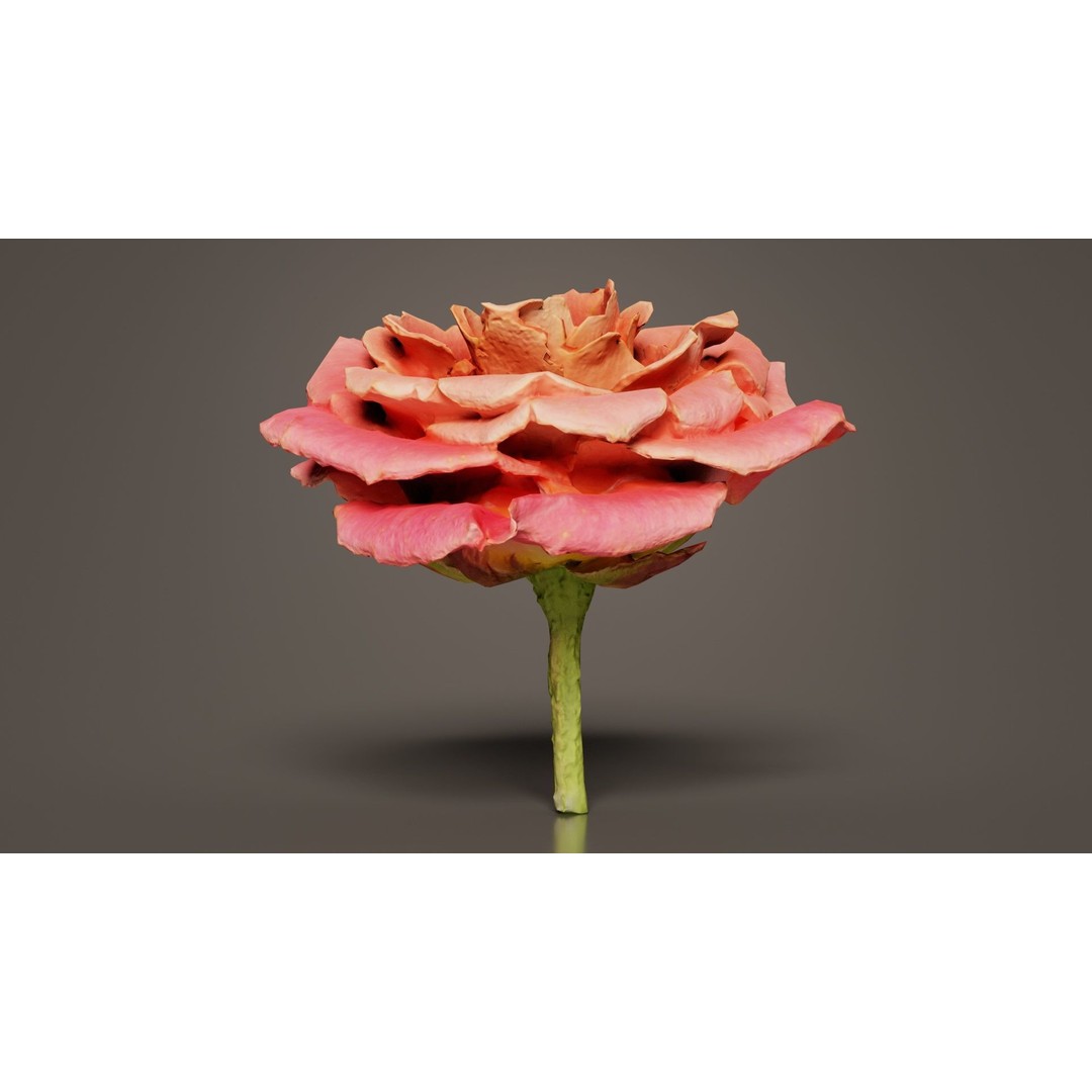Close Up Bengal Rose 3D Model – Low Poly Game Asset, FBX, PBR - View 8