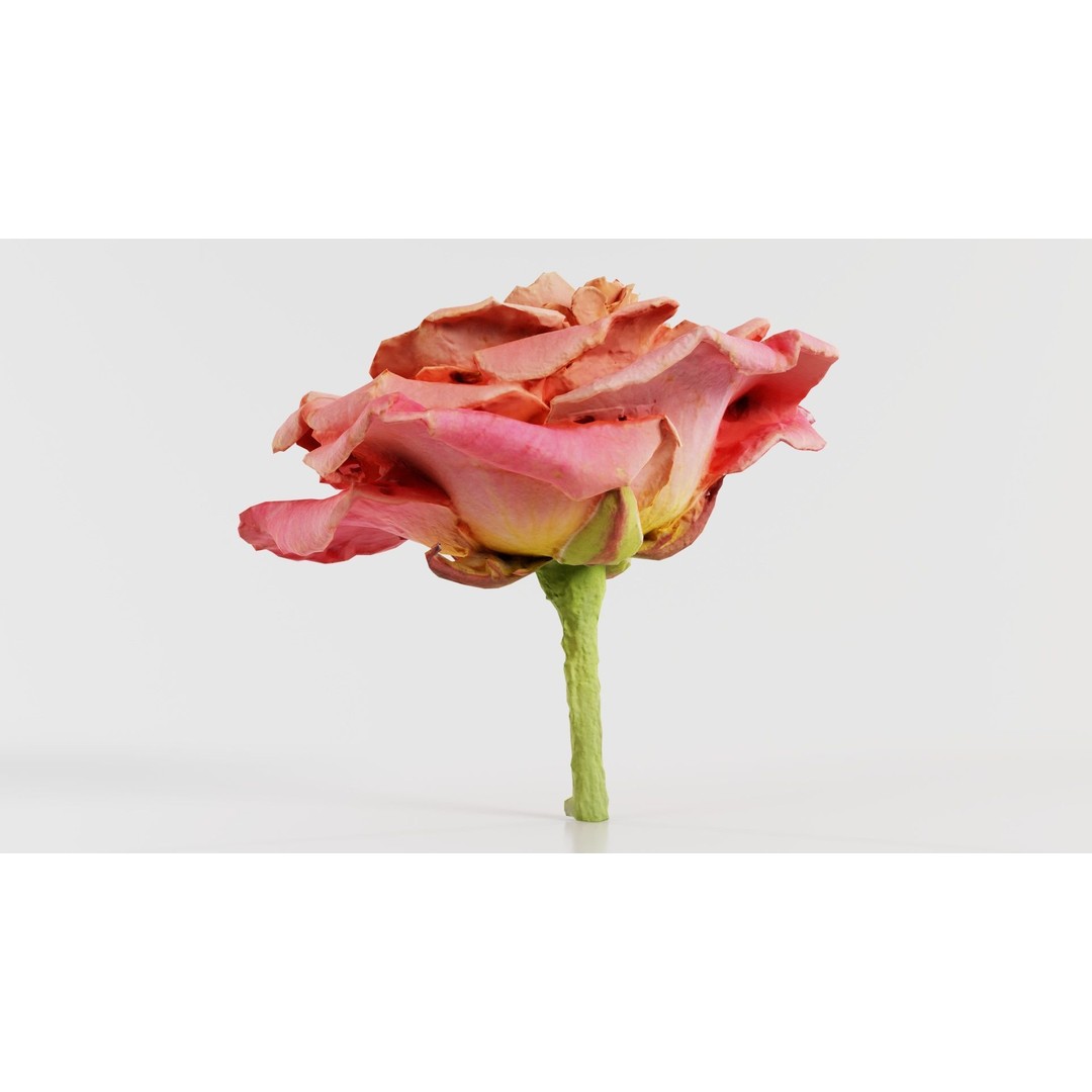 Close Up Bengal Rose 3D Model – Low Poly Game Asset, FBX, PBR - View 9