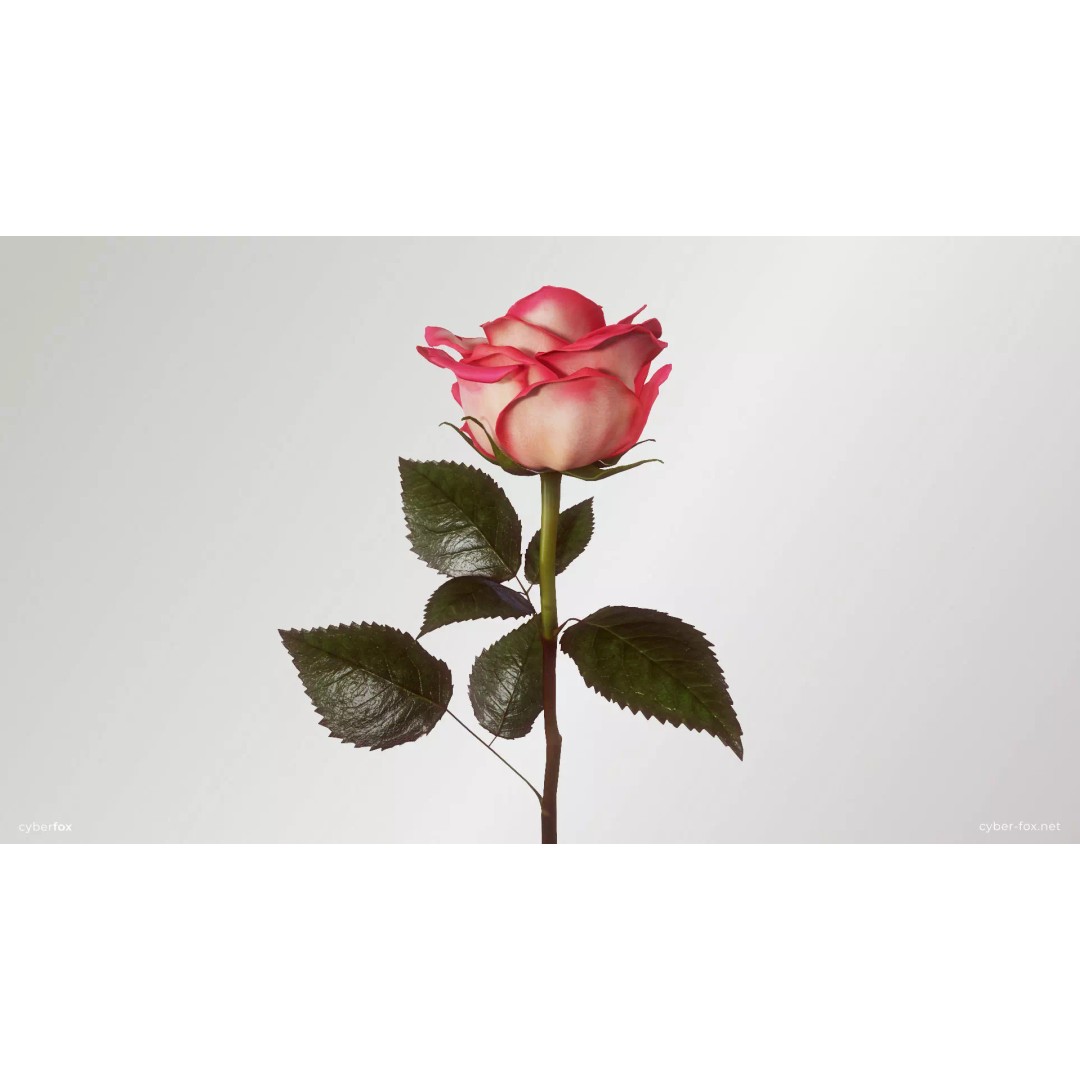 Single Pink Rose 3D Model – Low Poly PBR Asset for Games, FBX, OBJ - View 2