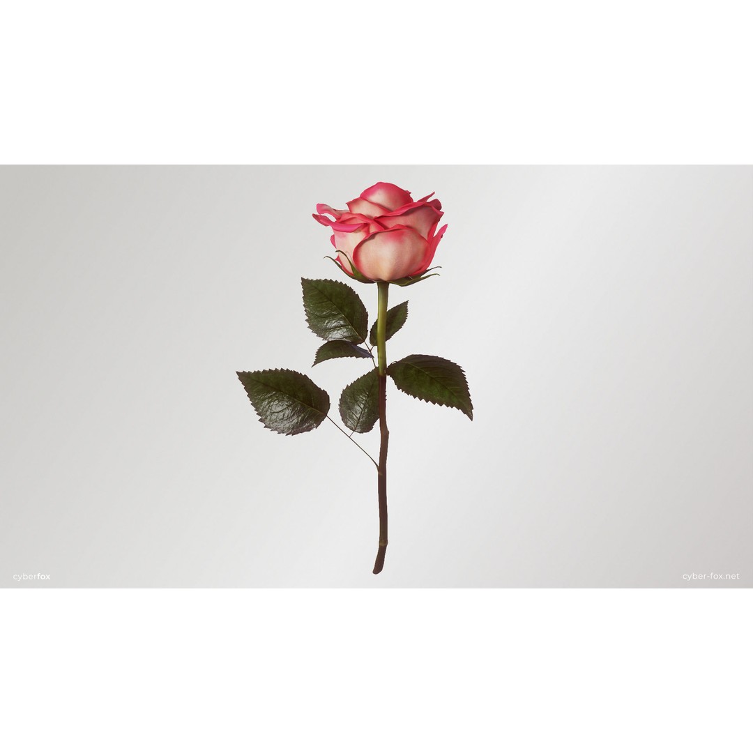 Single Pink Rose 3D Model – Low Poly PBR Asset for Games, FBX, OBJ - View 3