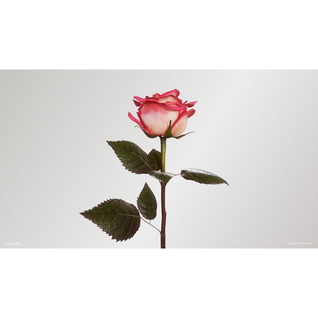 Single Pink Rose 3D Model – Low Poly PBR Asset for Games, FBX, OBJ - View 4