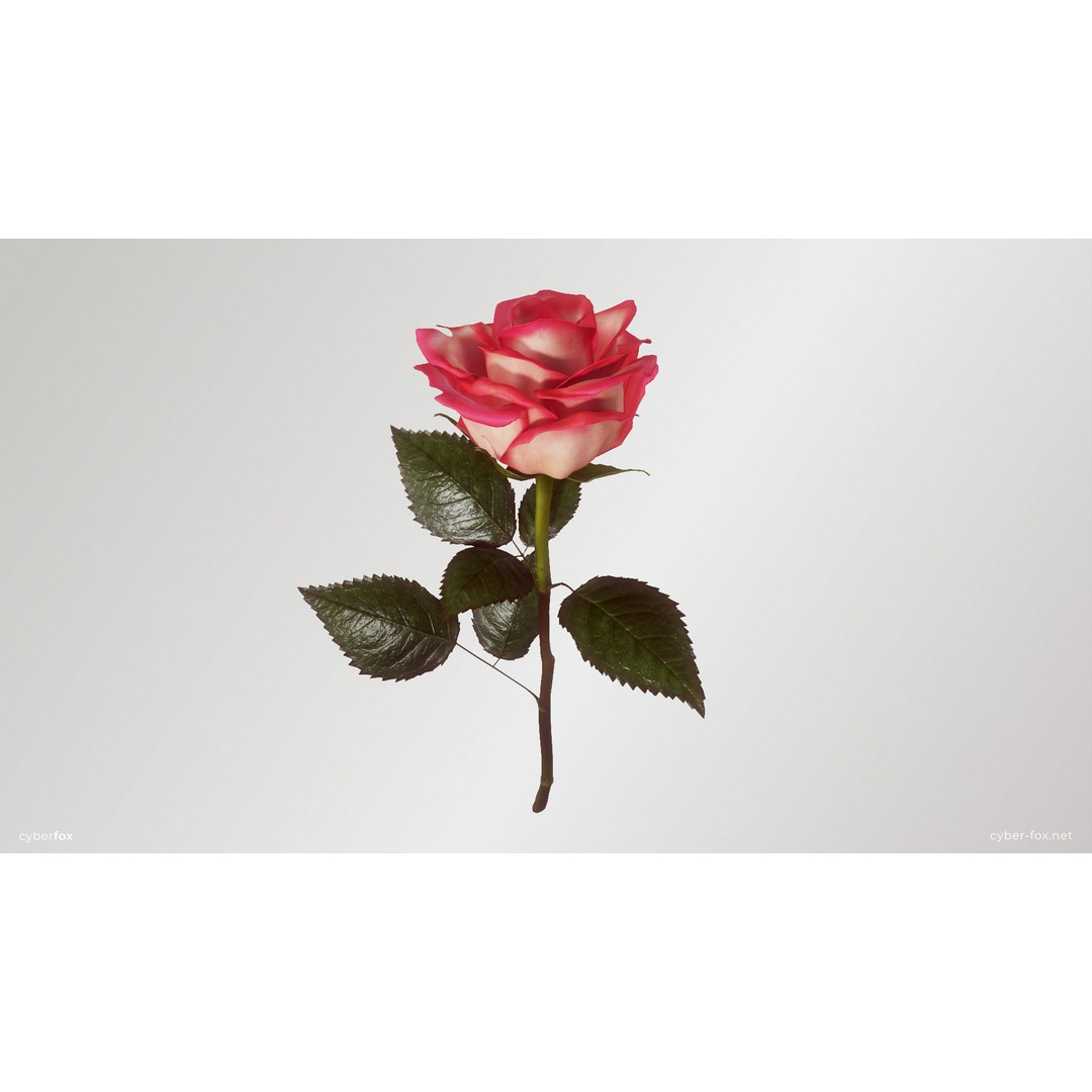 Single Pink Rose 3D Model – Low Poly PBR Asset for Games, FBX, OBJ - View 6