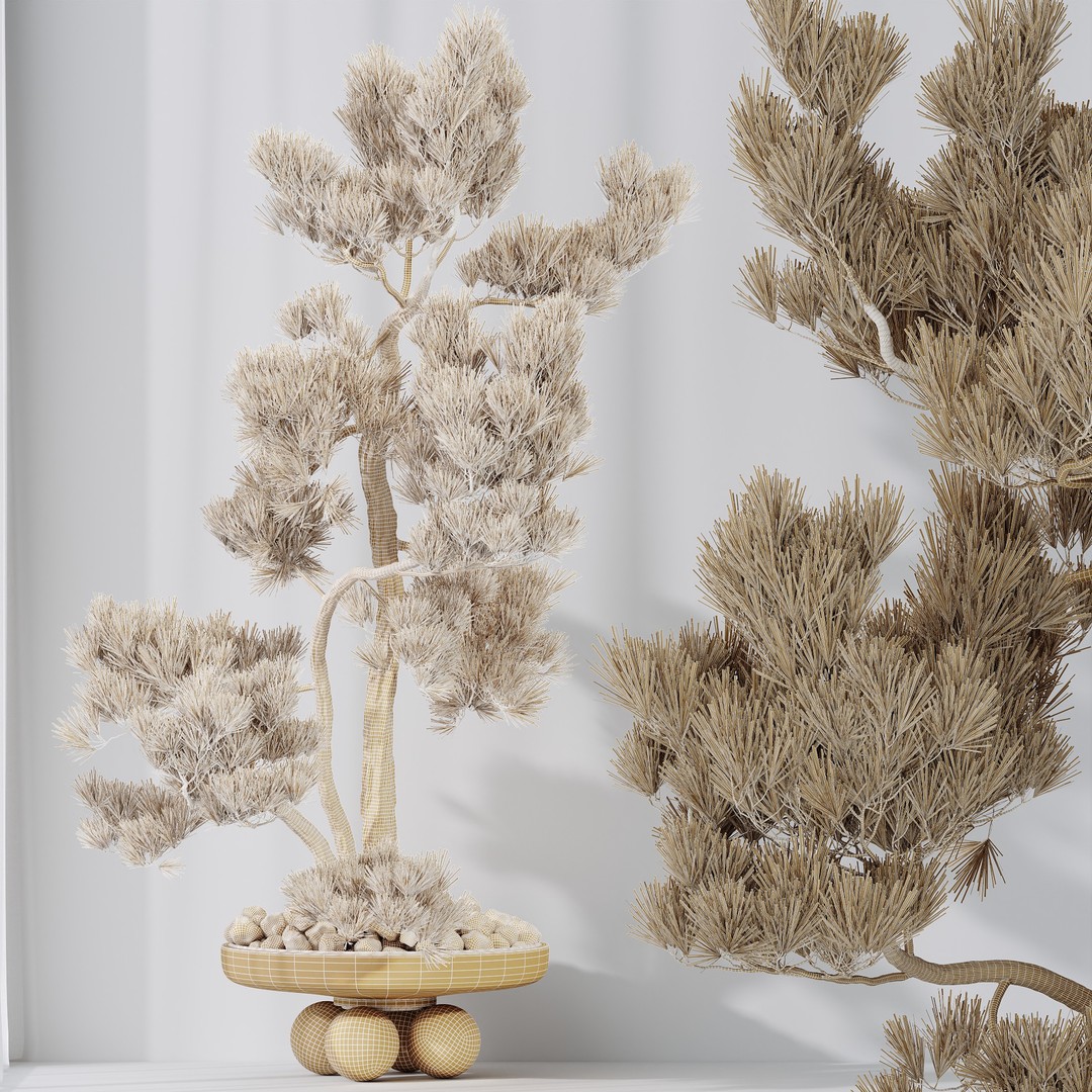 Bonsai Pinus Pentaphylla 3D Model – High Poly Indoor Plant, FBX & OBJ
