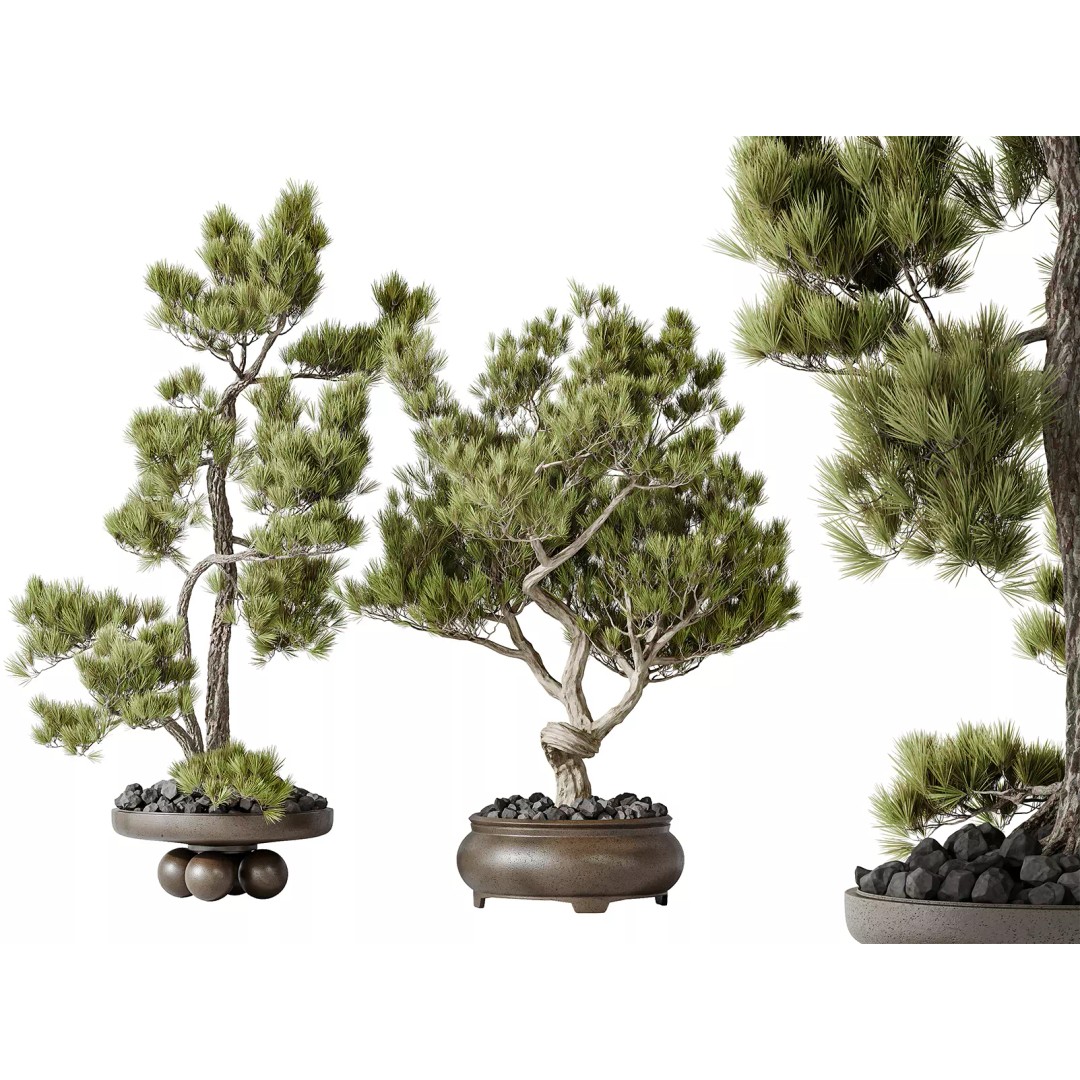 Bonsai Pinus Pentaphylla 3D Model – High Poly Indoor Plant, FBX & OBJ - View 2