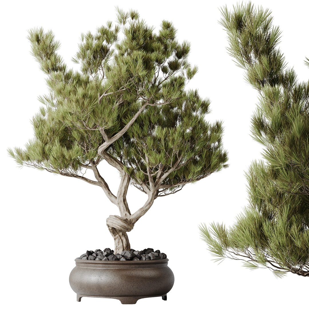 Bonsai Pinus Pentaphylla 3D Model – High Poly Indoor Plant, FBX & OBJ - View 3