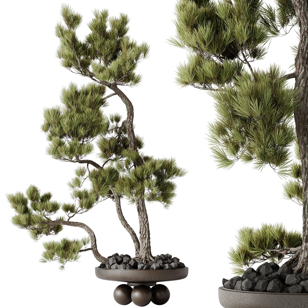 Bonsai Pinus Pentaphylla 3D Model – High Poly Indoor Plant, FBX & OBJ - View 4