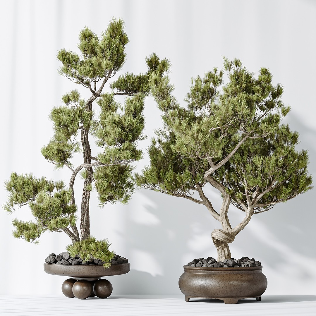 Bonsai Pinus Pentaphylla 3D Model – High Poly Indoor Plant, FBX & OBJ - View 5
