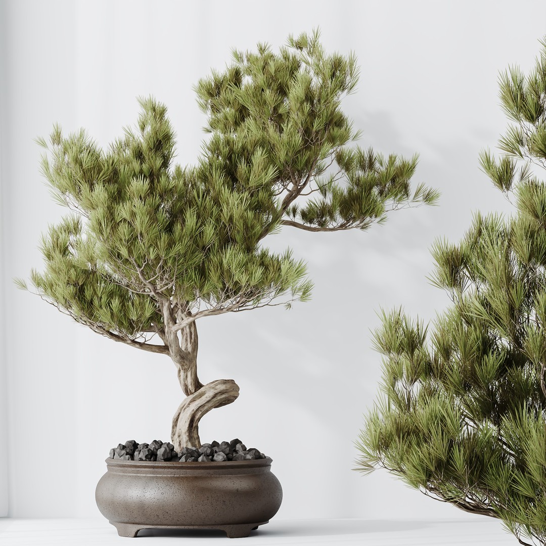 Bonsai Pinus Pentaphylla 3D Model – High Poly Indoor Plant, FBX & OBJ - View 6