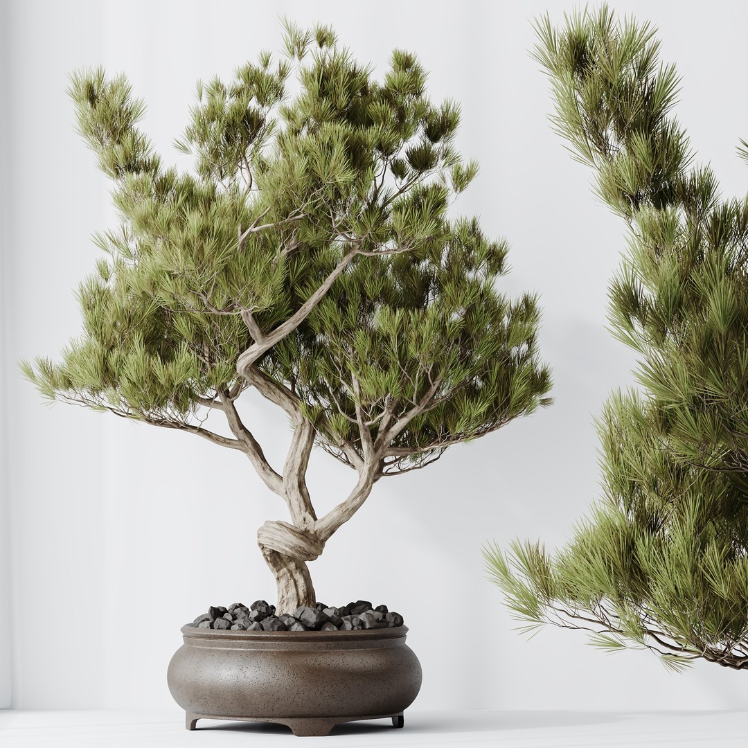 Bonsai Pinus Pentaphylla 3D Model – High Poly Indoor Plant, FBX & OBJ - View 7