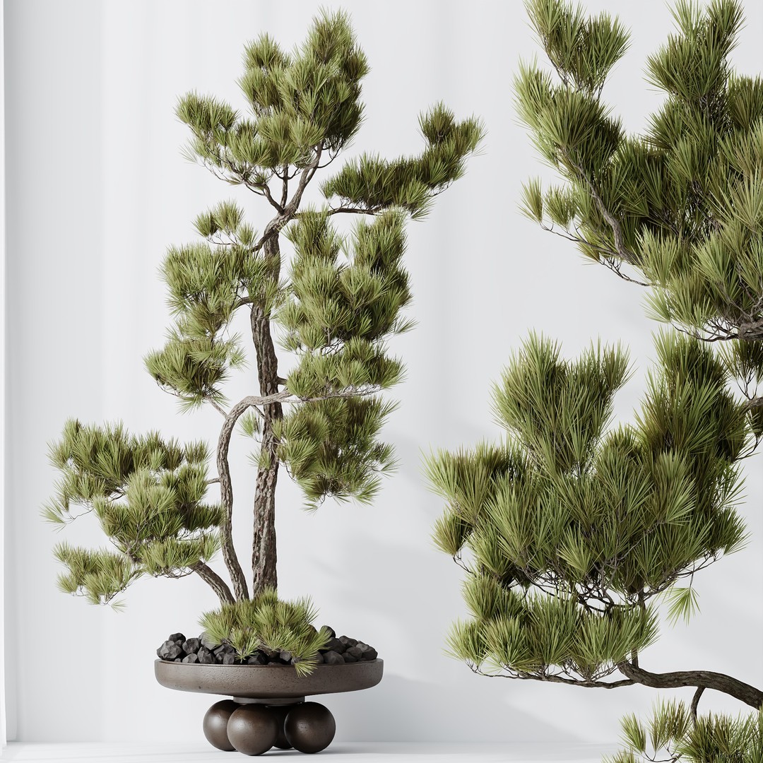 Bonsai Pinus Pentaphylla 3D Model – High Poly Indoor Plant, FBX & OBJ - View 8