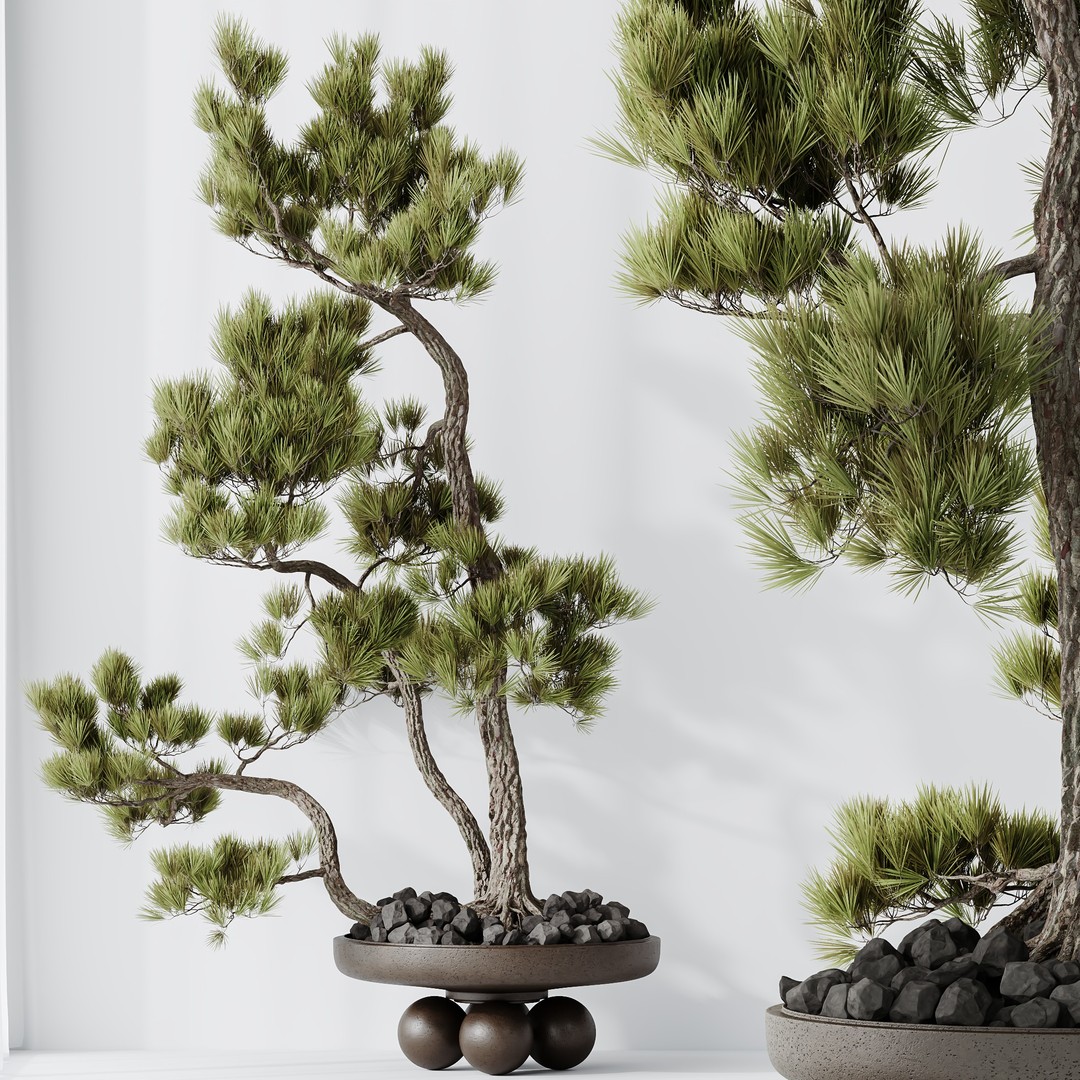 Bonsai Pinus Pentaphylla 3D Model – High Poly Indoor Plant, FBX & OBJ - View 9
