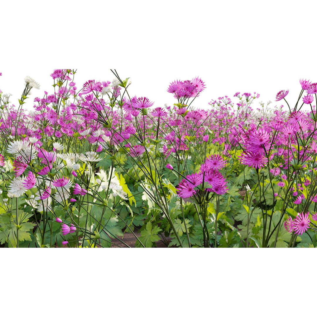 Astrantia Major 3D Model – Realistic Flower Asset, FBX, PBR - View 10