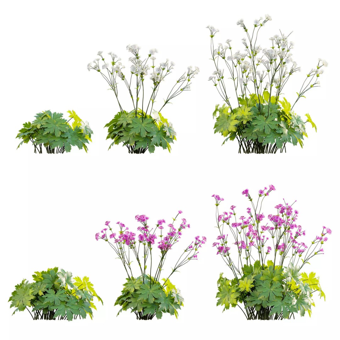 Astrantia Major 3D Model – Realistic Flower Asset, FBX, PBR - View 2