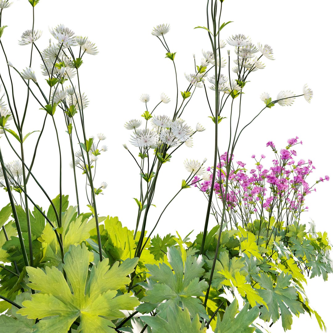 Astrantia Major 3D Model – Realistic Flower Asset, FBX, PBR - View 4