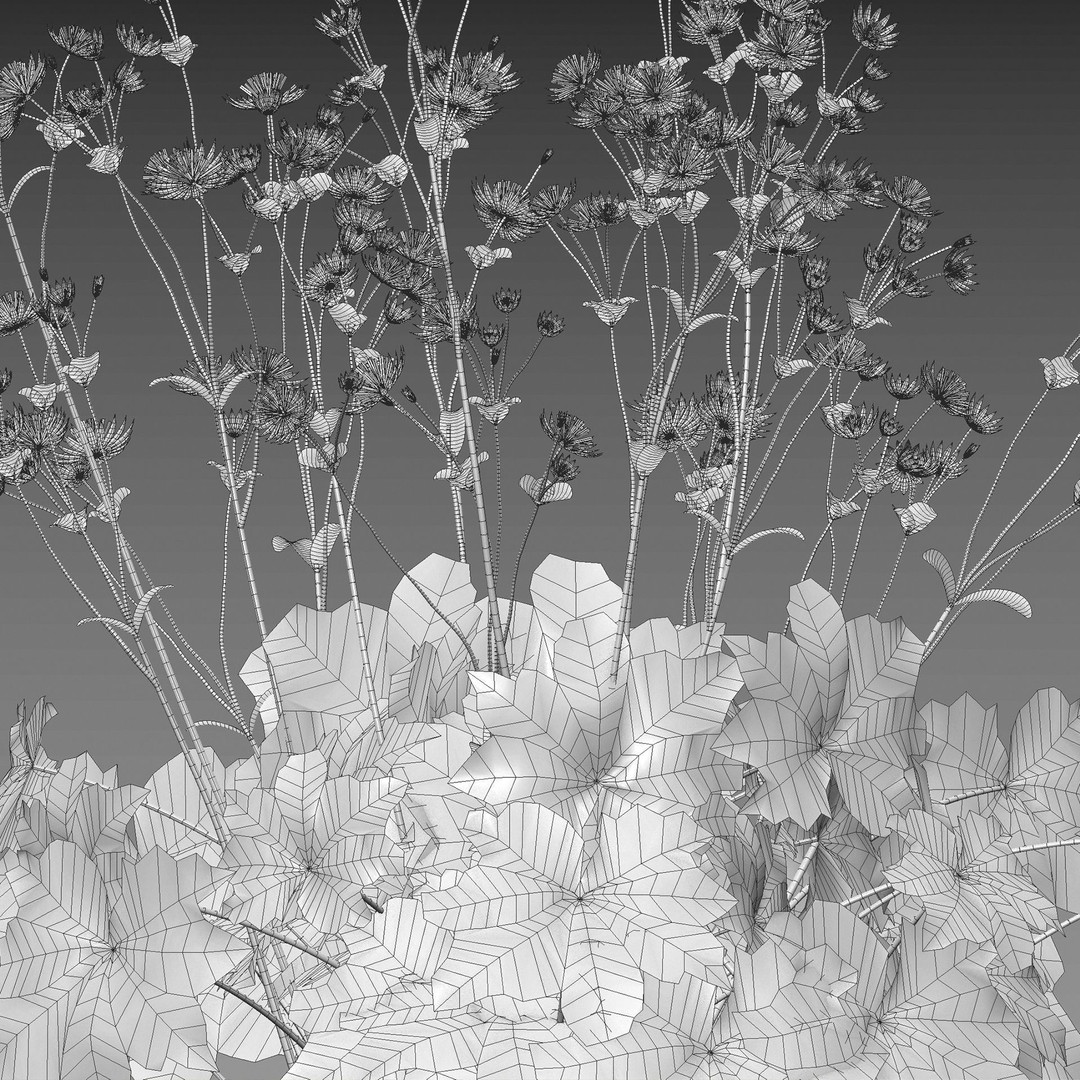 Astrantia Major 3D Model – Realistic Flower Asset, FBX, PBR - View 5