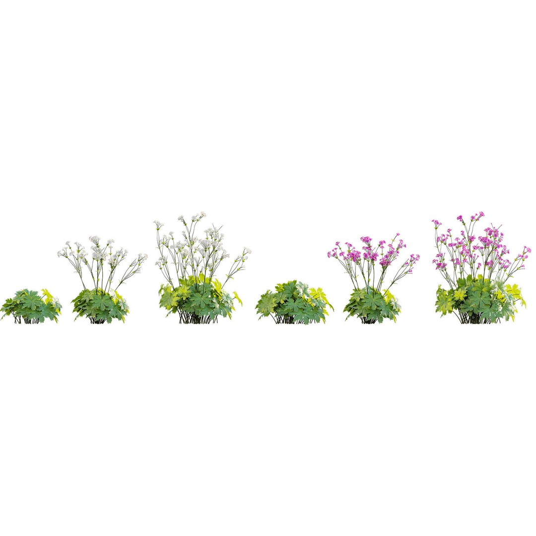 Astrantia Major 3D Model – Realistic Flower Asset, FBX, PBR - View 6