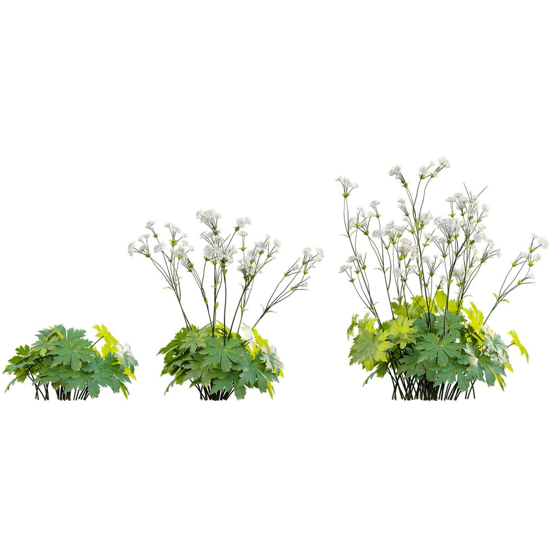 Astrantia Major 3D Model – Realistic Flower Asset, FBX, PBR - View 7