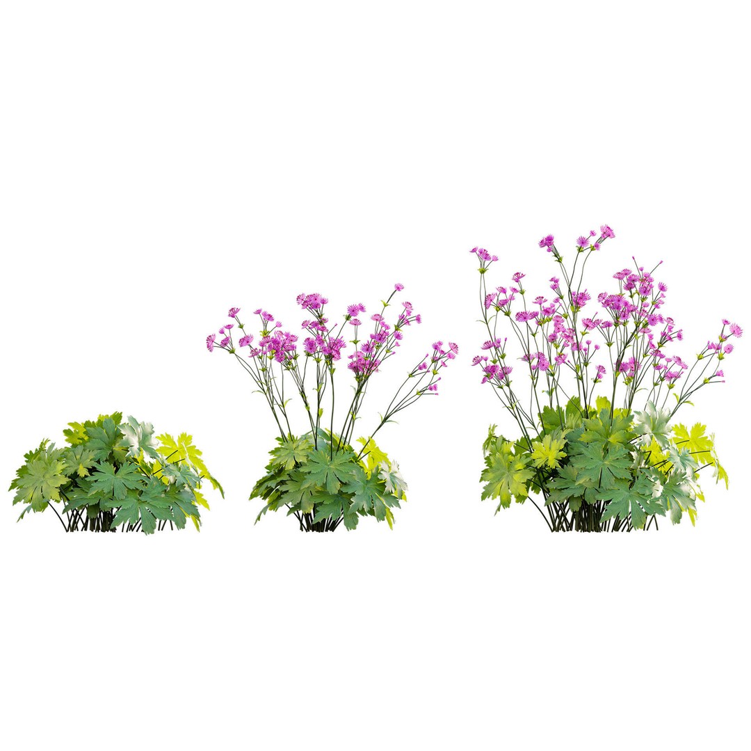 Astrantia Major 3D Model – Realistic Flower Asset, FBX, PBR - View 8