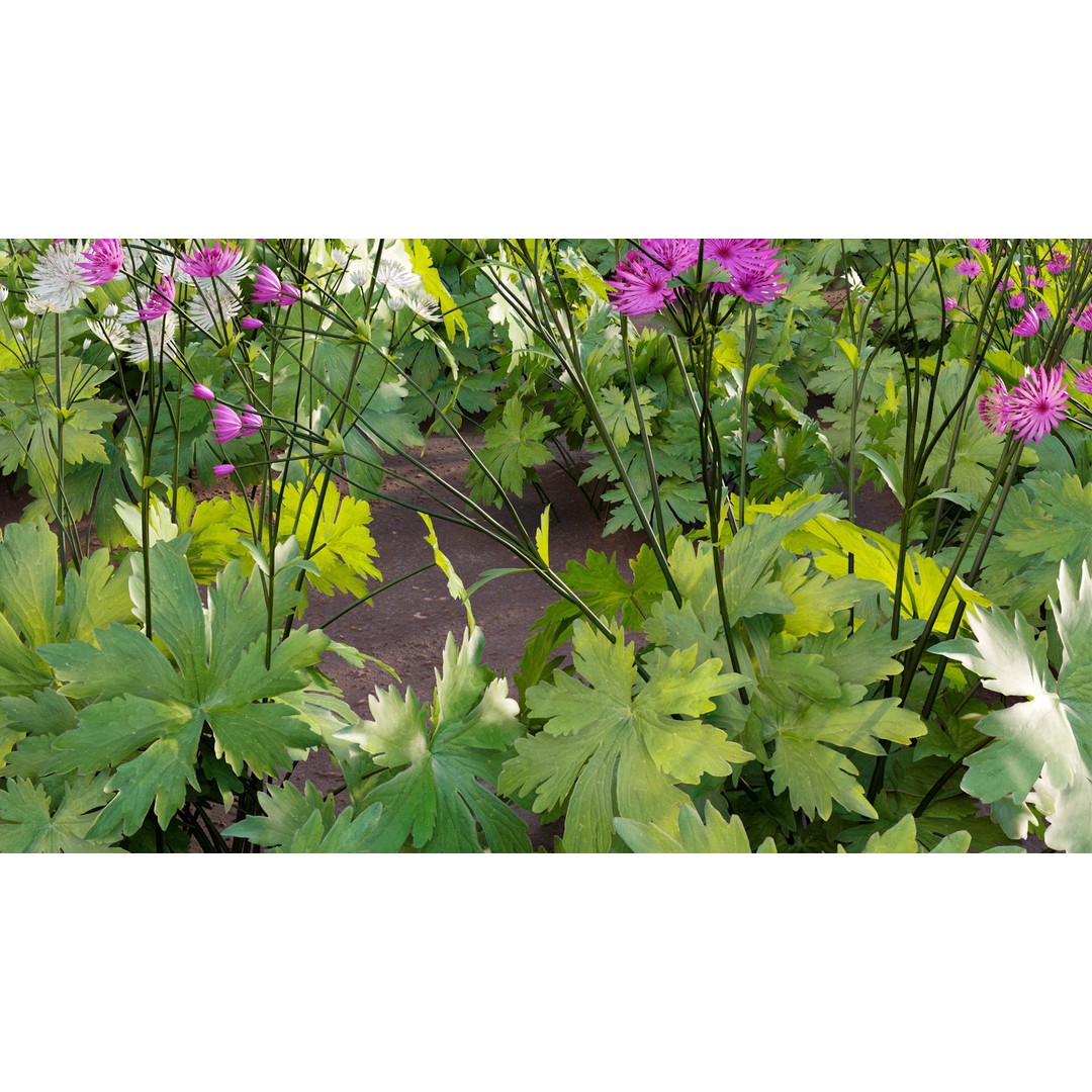 Astrantia Major 3D Model – Realistic Flower Asset, FBX, PBR - View 9