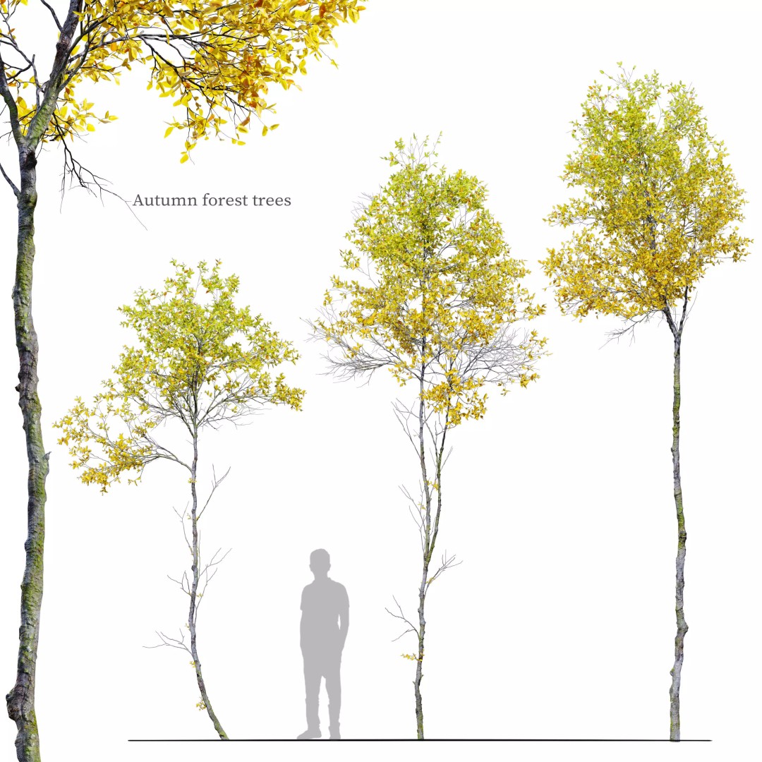 Autumn Forest Trees 3D Model – High Poly Nature Asset, FBX, OBJ - View 2