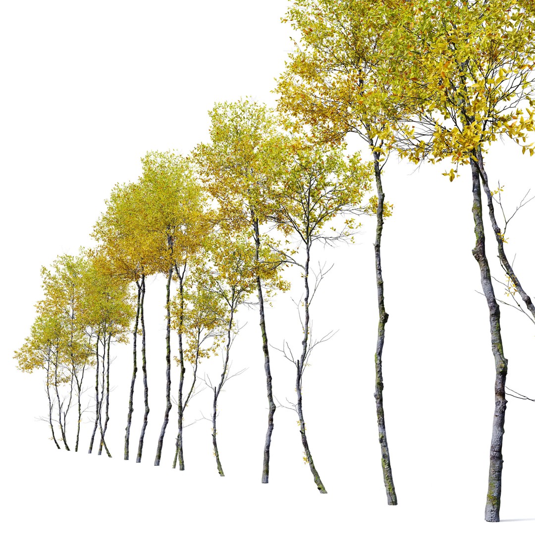 Autumn Forest Trees 3D Model – High Poly Nature Asset, FBX, OBJ - View 3