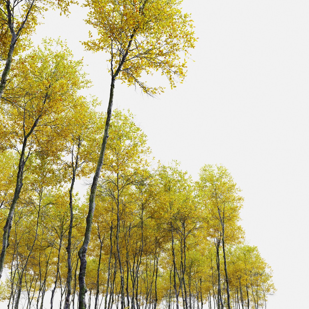 Autumn Forest Trees 3D Model – High Poly Nature Asset, FBX, OBJ - View 5