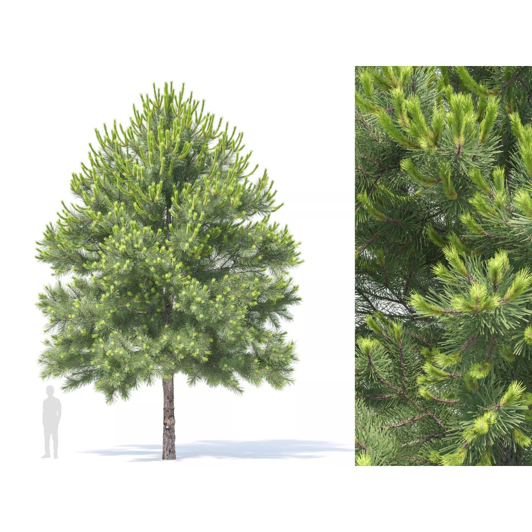 Pinus Nigra 3D Model – High Poly Coniferous Tree, FBX, PBR Textures - View 2