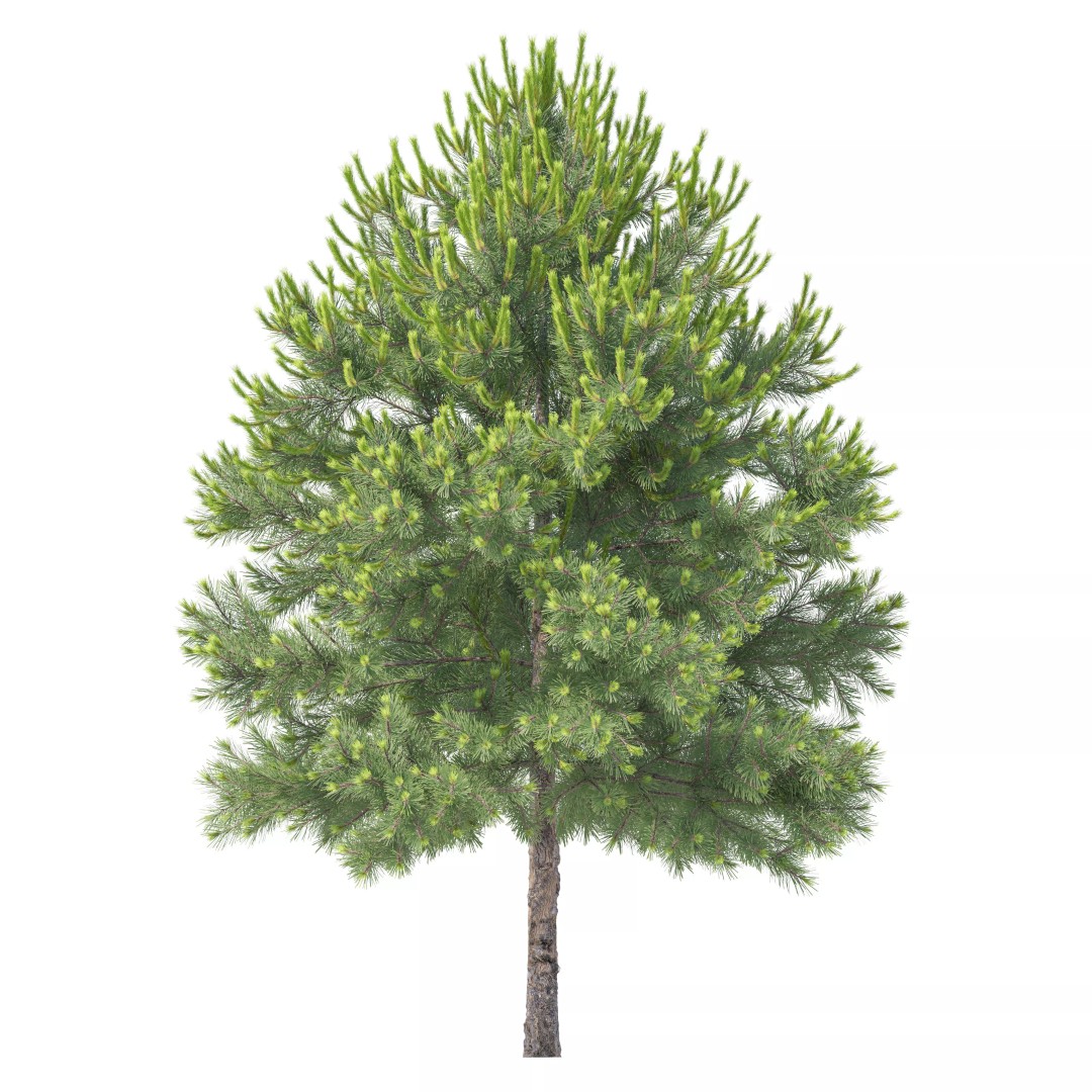 Pinus Nigra 3D Model – High Poly Coniferous Tree, FBX, PBR Textures - View 3