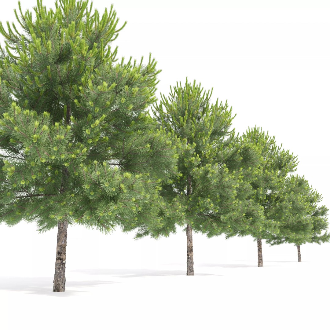 Pinus Nigra 3D Model – High Poly Coniferous Tree, FBX, PBR Textures - View 4