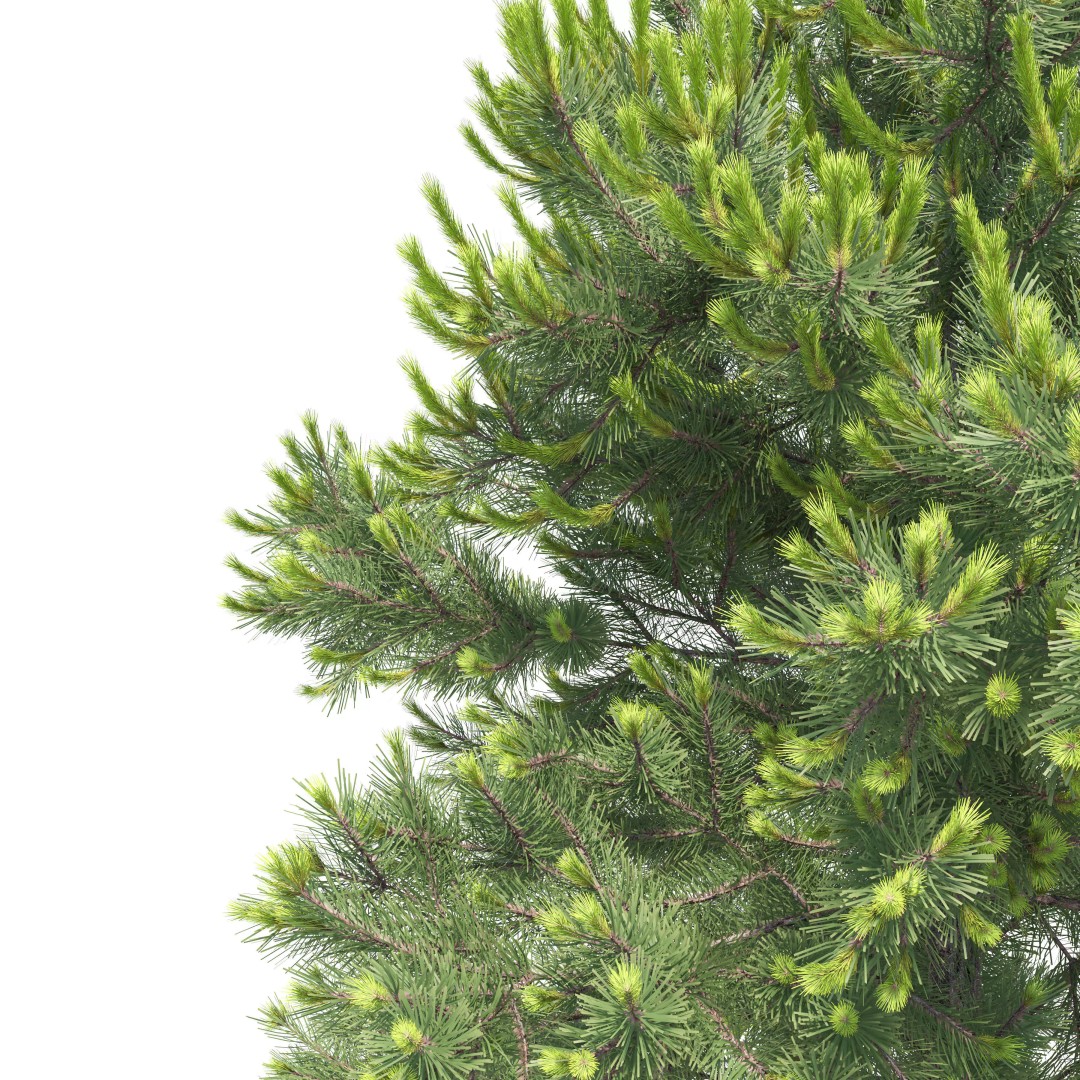 Pinus Nigra 3D Model – High Poly Coniferous Tree, FBX, PBR Textures - View 5