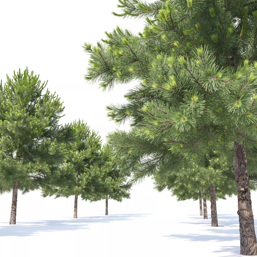 Pinus Nigra 3D Model – High Poly Coniferous Tree, FBX, PBR Textures - View 6