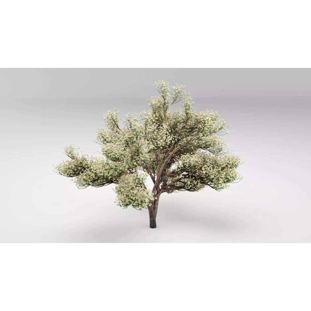 Flowering Apple Tree 3D Model – Realistic Plant Asset, FBX, PBR - View 2