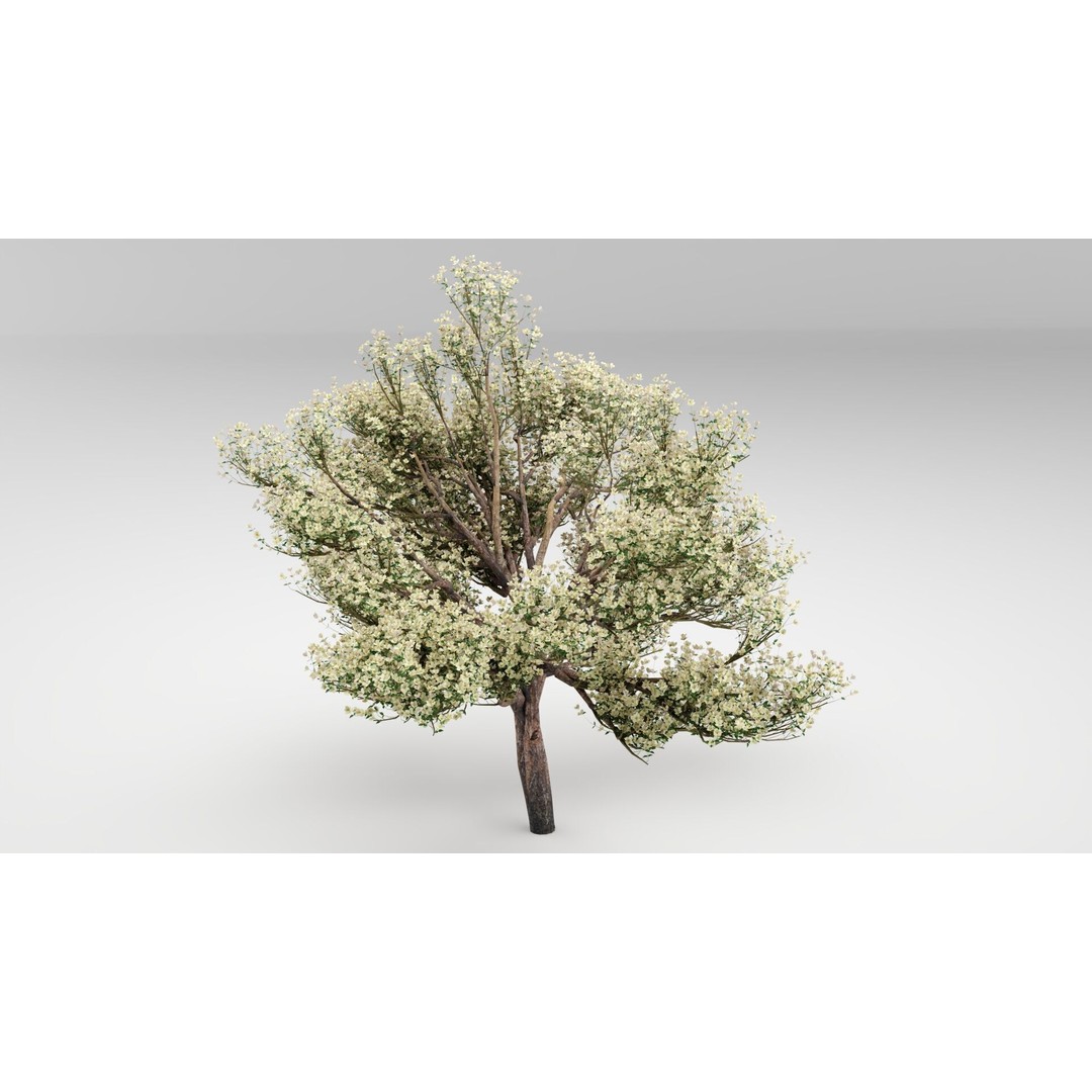 Flowering Apple Tree 3D Model – Realistic Plant Asset, FBX, PBR - View 3