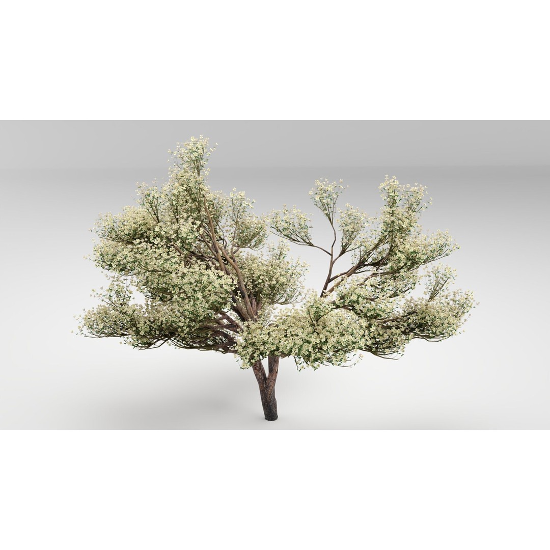 Flowering Apple Tree 3D Model – Realistic Plant Asset, FBX, PBR - View 4