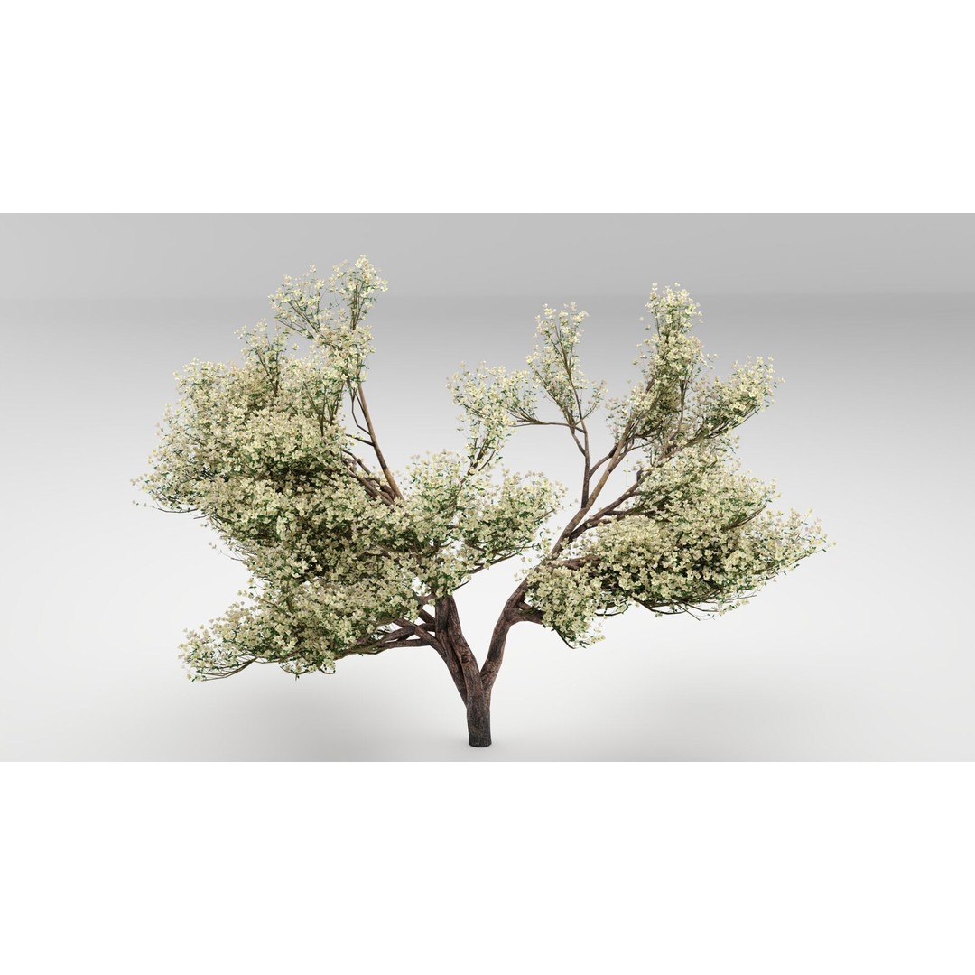 Flowering Apple Tree 3D Model – Realistic Plant Asset, FBX, PBR - View 5