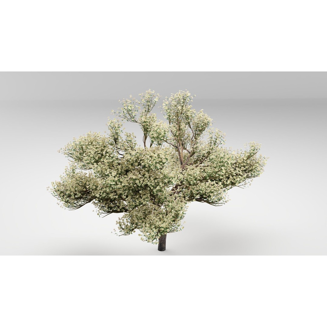 Flowering Apple Tree 3D Model – Realistic Plant Asset, FBX, PBR - View 6