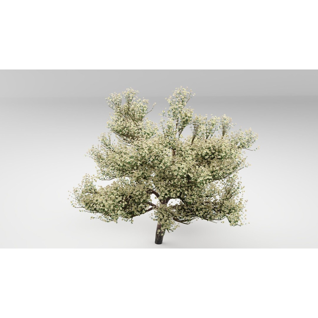 Flowering Apple Tree 3D Model – Realistic Plant Asset, FBX, PBR - View 7