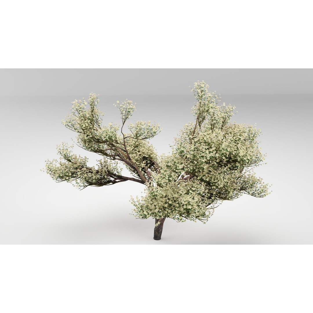 Flowering Apple Tree 3D Model – Realistic Plant Asset, FBX, PBR - View 8