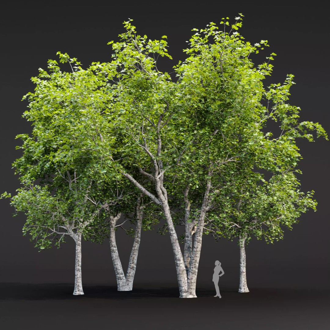 Trees 3D Model – Realistic Collection for Games and Archviz, FBX, OBJ - View 2