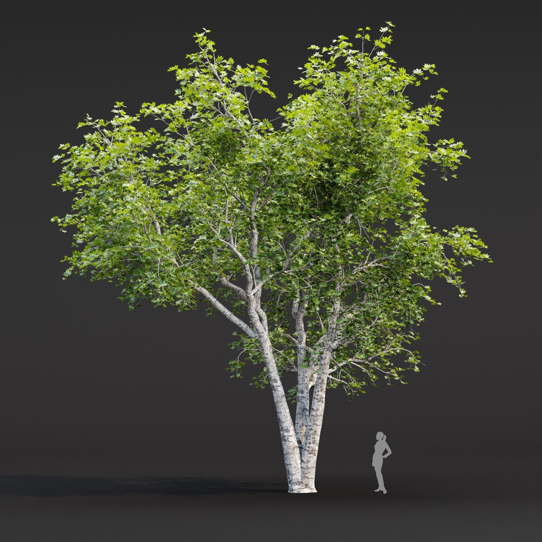Trees 3D Model – Realistic Collection for Games and Archviz, FBX, OBJ - View 3